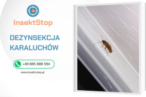 dezynsekcja karaluchów w warszawie