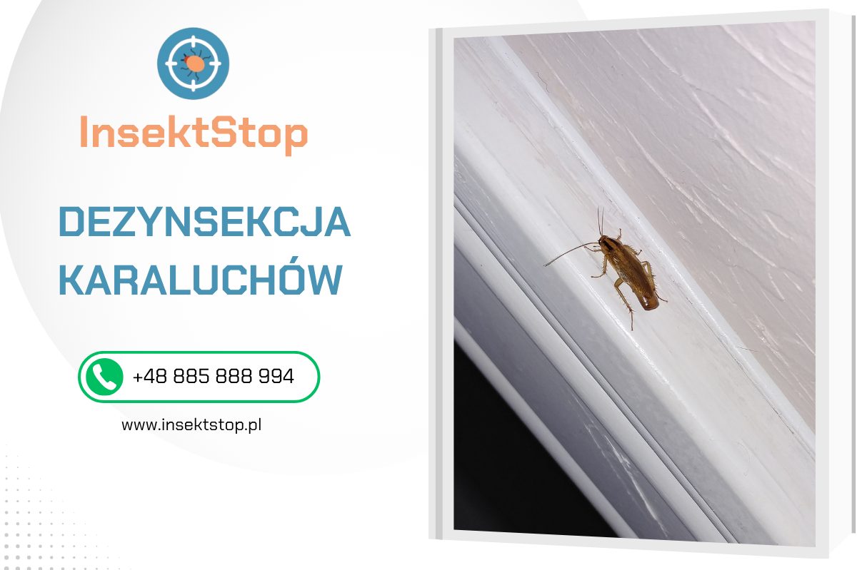 dezynsekcja karaluchów w warszawie